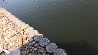 玄むく息子とヘラブナ釣り