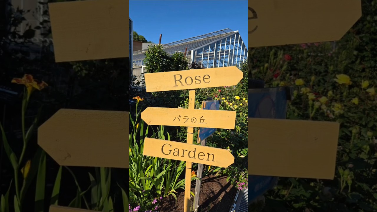 Rose Garden In Japan #japan #flowers #shorts #viralvideo #rose #fyp