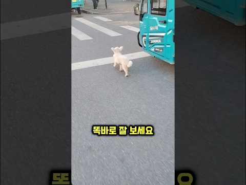 댕댕이가 거리에서 급하게 뛰어다니는 이유 thumbnail