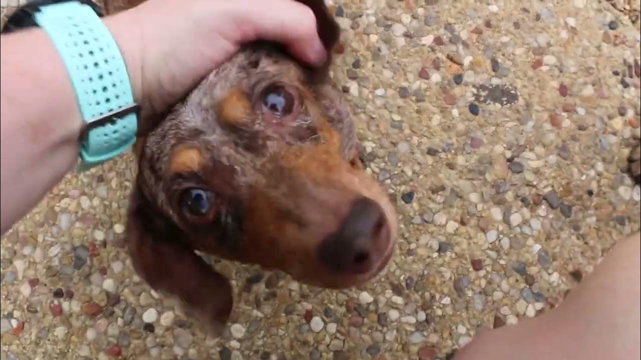 Adult Miniature Dachshunds for Adoption YouTube