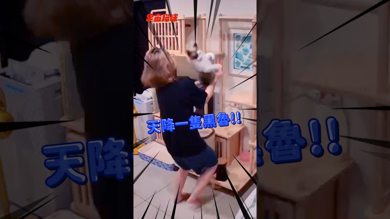 太驚嚇！貓咪長太圓 一直滾下來.. #貓咪 #意外 #黑魯 #可愛 縮圖