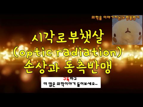 시각로부챗살(optic radiation) : 반대쪽 동측 반맹(contralateral homonymous hemianopsia), Meyer&rsquo;s loop