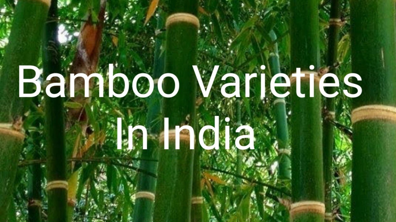 bamboo varities in India