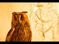 Owl Hungry voice🍔 Long Eared Owl // Name : KING CRIMSON