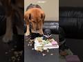 Dog Doesn’t Eat His Birthday Cake 🎂🐶