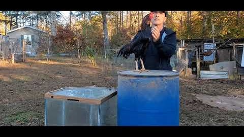 Qhia Txog Qaib 2 Sab Ko Taw Phem & Zoo