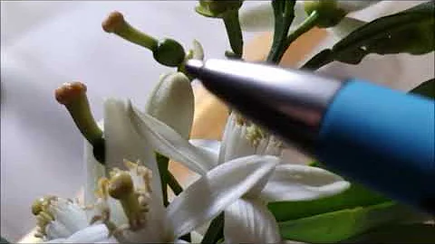 Come sono i fiori di zagara?