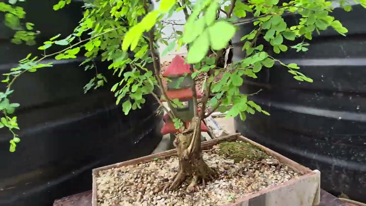 Collected Bloodwood - Try Bonsai 03/03/26