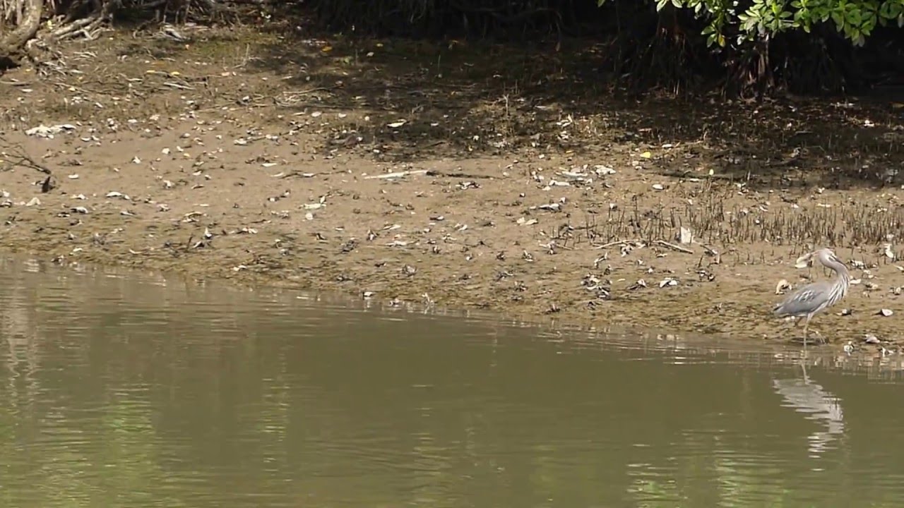 Great-billed Heron pair vocalising