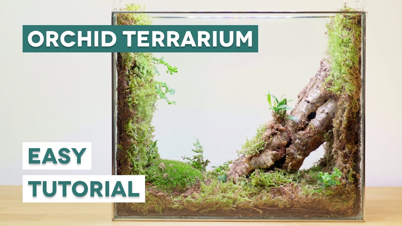 Building a beautiful orchidarium setup for miniature orchids!