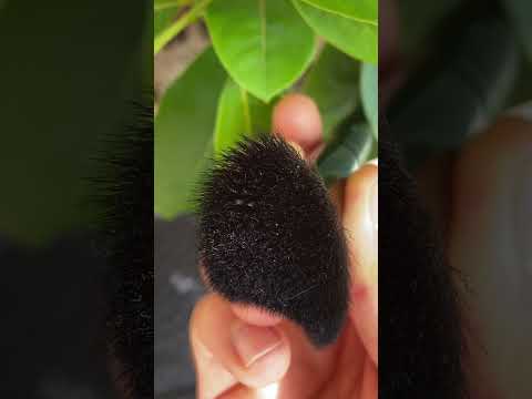 Video: Min avokado blomstrer ikke: Hvad skal man gøre, når avokadotræet ikke blomstrer