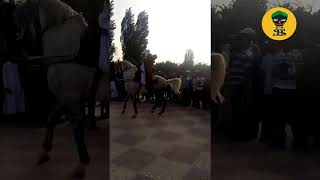 خيل وخيالة  | رقص خيول -  اجمل رقص خيل