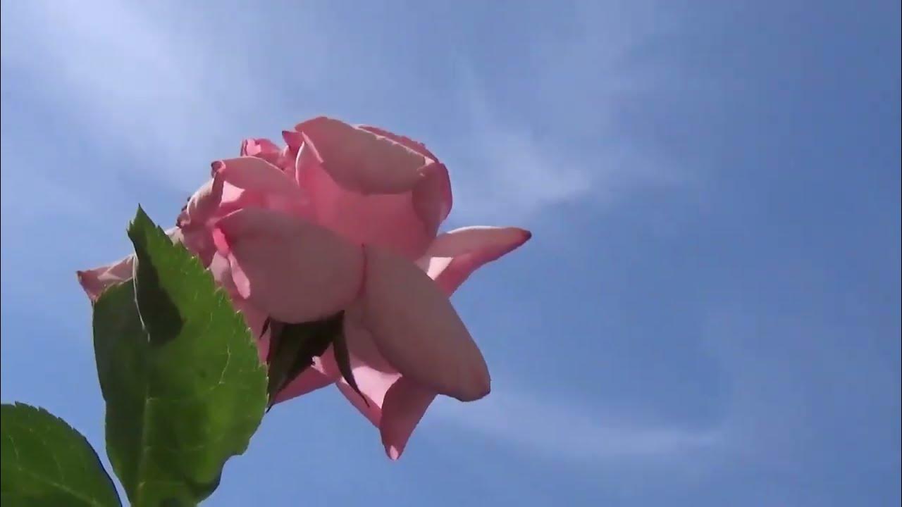 Lane Brody The Yellow Rose Of Texas Lane Brody & Johnny Lee, The Yellow Rose of Texas, Lyrics below - YouTube