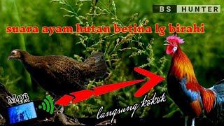 Suara ayam hutan mintak kawin ~Mp3 suara pikat