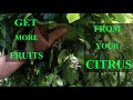Citrus not fruiting or flowering try this