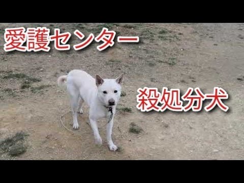 愛護センターよく見て下さい！殺処分の犬 Dog Rescue A&R
