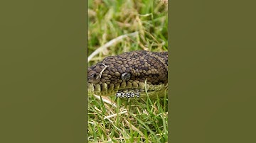 【Python学習を加速！IDLE活用術】#Python #IDLE #Shorts