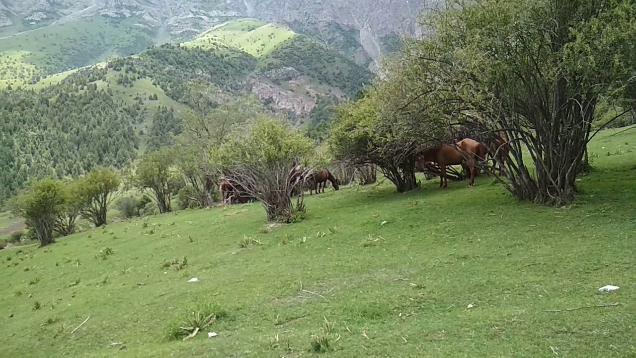 Сумсар киргизия