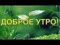 Доброе утро! Будьте здоровы и счастливы! Красивая музыкальная видео открытка с добрым утром