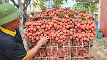 CẬP NHẬT GIÁ VẢI U HỒNG XUẤT KHẨU HÔM NAY TẠI CẦU CHÉT PHÌ ĐIỀN