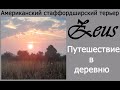 Стаффордширский терьер Зевс. Деревня.