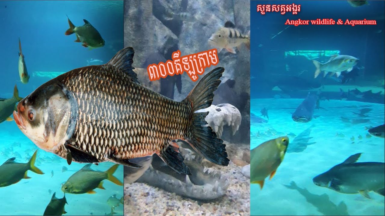 Angkor Wildlife & Aquarium ...