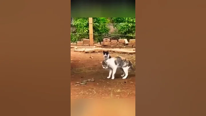 cat fight with snake #trending #viral #snake #cat #shorts