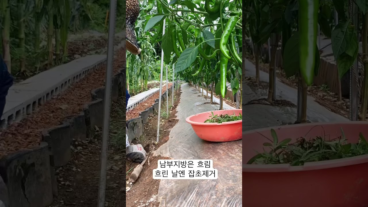 농사의 반은 풀농사🥲