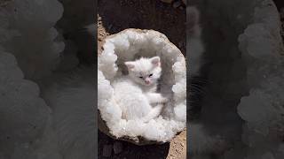 Geode Kitten 🐾🪨 #viral #shorts #cat #kitten #cutecat #catlover #fossil #geode