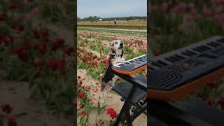 🌷 Tulip Festival Aroo!! #Buddymercury#Dog #Dogs #Tulips #Newyork #Longisland