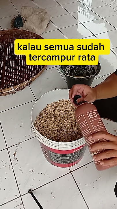 pakan ayam fermentasi singkong #ayam #ayamjoper #ayamkampung #ayamkampungpedaging #belajar