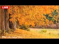 🔴  Rain Sounds For Sleeping - Relaxing Music, Sleep Music, Calming Music, Peaceful Music, Meditation