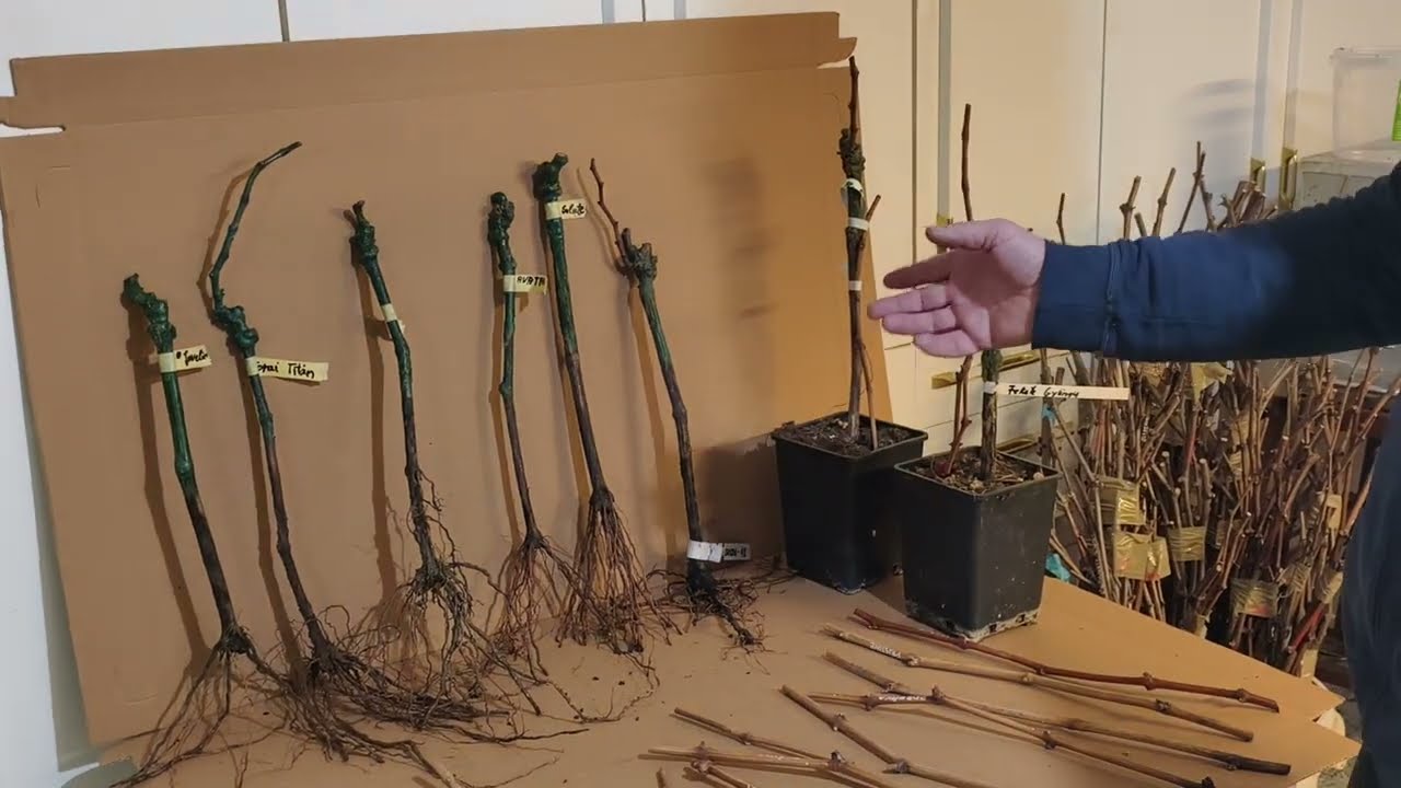 Tamással,Trendi(Divatos) szőlők mi az igazság ,csak régi fajták új névvel 