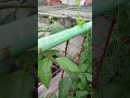 kacang panjang usia 2 Minggu #ketahananpangan #bekebundirumah