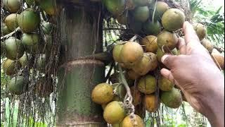 arecanut, adike, adaka, kullan kavung