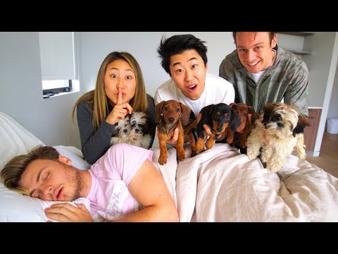 surprising-my-boyfriend-with-puppies!!