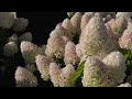 Hydrangea paniculata living sugar rush