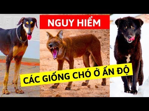 9 giống chó nguy hiểm mà người Ấn Độ vẫn nuôi làm thú cưng