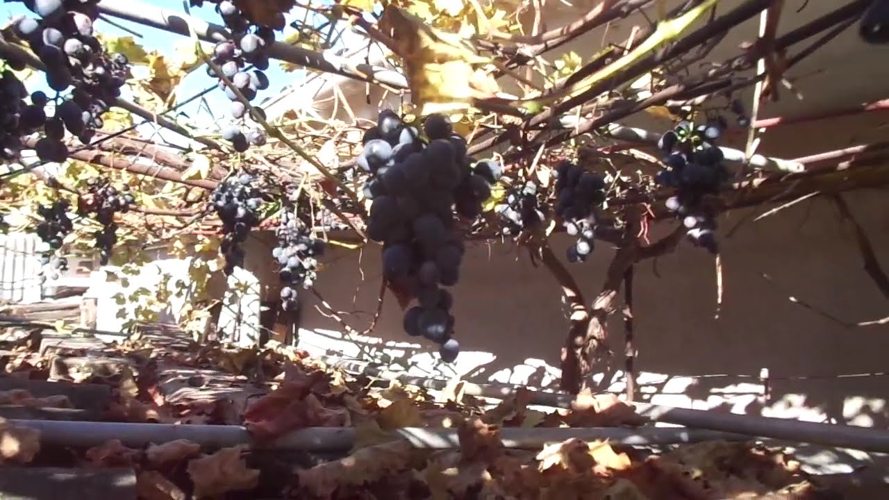 Поливают виноград ядохимикатами, а надо медпрепаратами. Потому и живут недолго. Ч.2.