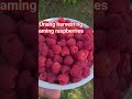 Unang Harvest Ng Aming Raspberries Ang Dami Shortvideo Unang Harvest Ng Aming Raspberries Ang Dami Shortvideo