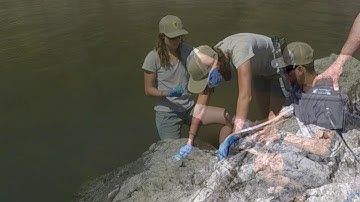 Water Sampling for Environmental DNA (eDNA) - a video clip