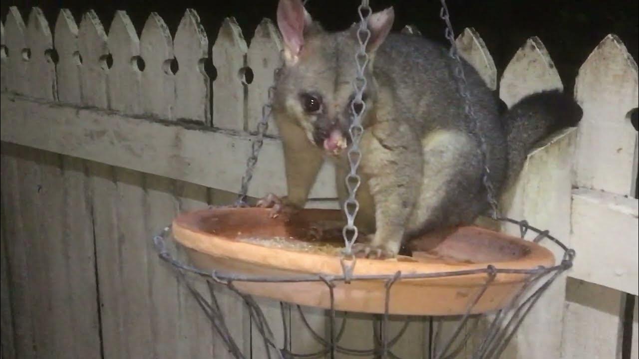 HUGE New Male Possum Moves In YouTube