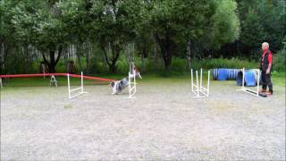 Jumping grid exercises agility / hyppytekniikka HT Timmy 5-7-7- & BG 20160720