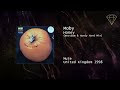 Miniature de la vidéo de la chanson Honey (Westbam And Hardy Hard Mix)