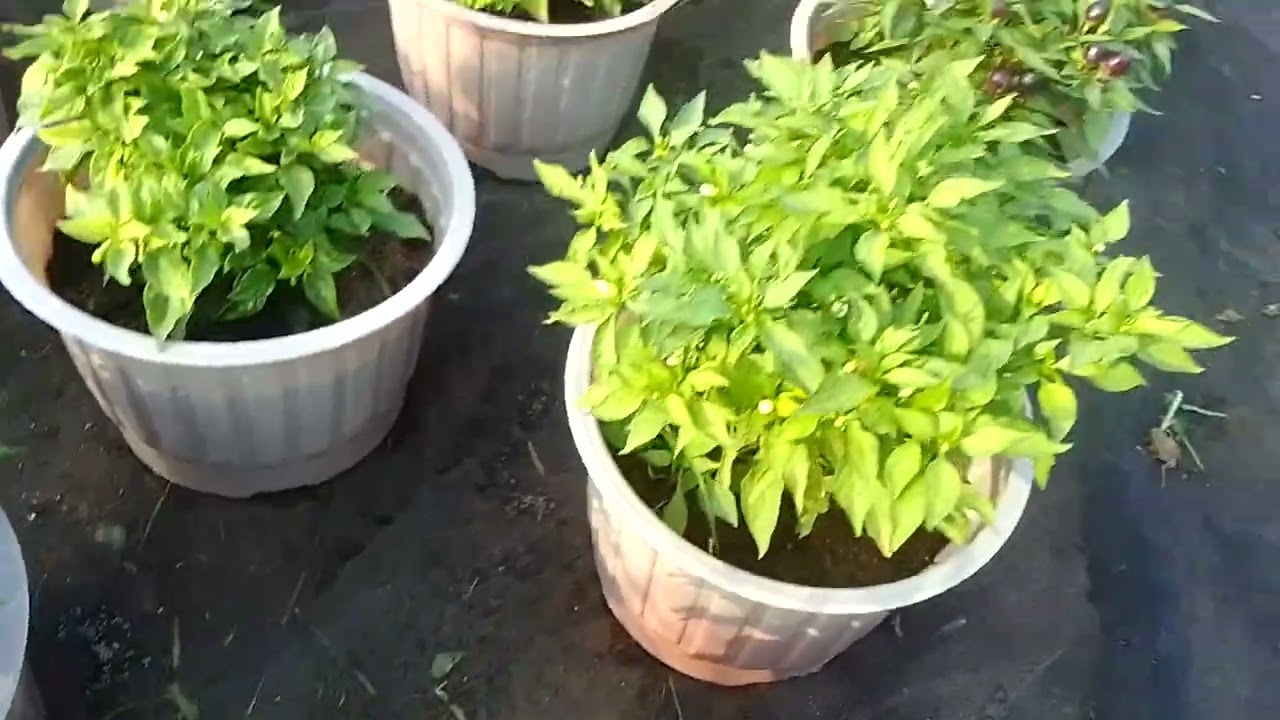 Cập nhật vạn thọ 28/11 âm lịch 