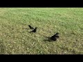 Corneille / Crow Fight on the border for peanuts ; postures, cries and attacks