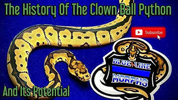 The History Of The Clown Ball Python And Its Potential!