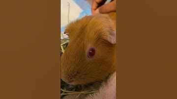 Guinea pig in playpen