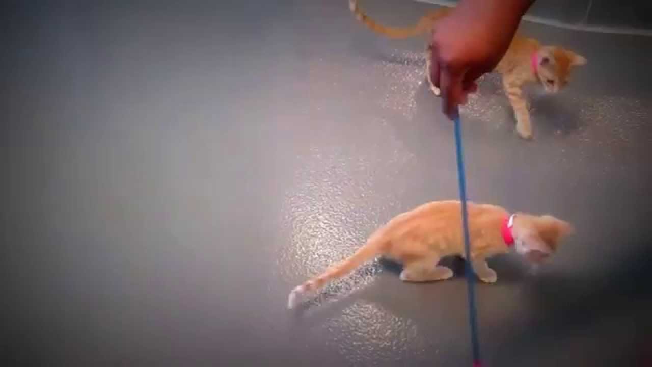 horseshoe bend SPCA of Texas Summer Games: Gymnastics