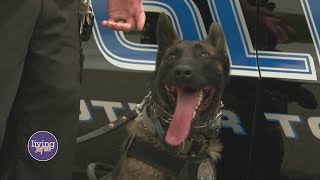 Meet Butler Township's K9 Mando!